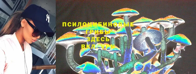 Псилоцибиновые грибы Psilocybine cubensis  закладка  Афипский 